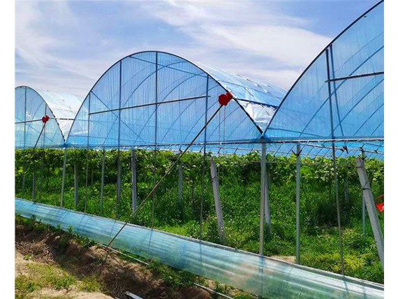 蔬菜大棚冰雹等強對流天氣應(yīng)該如何做好防護？