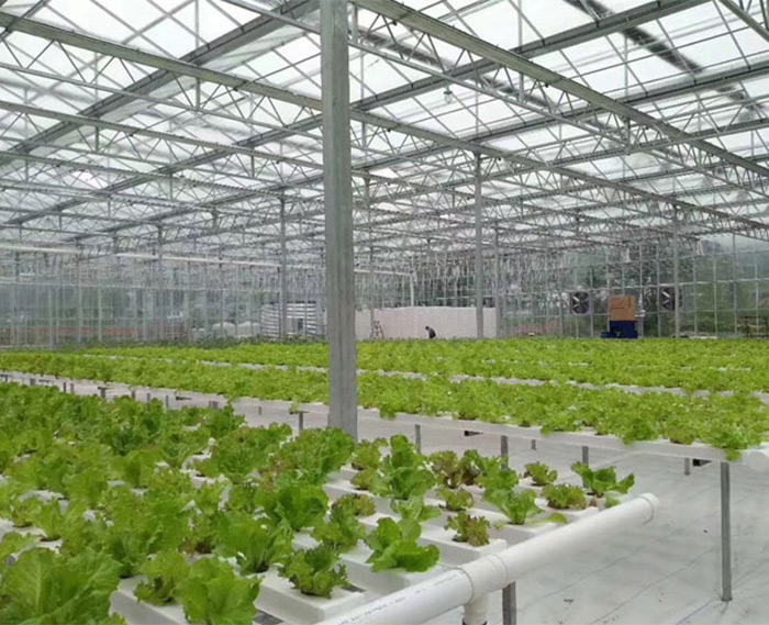 種植連棟溫室大棚