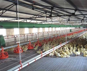 養(yǎng)鴨溫室大棚